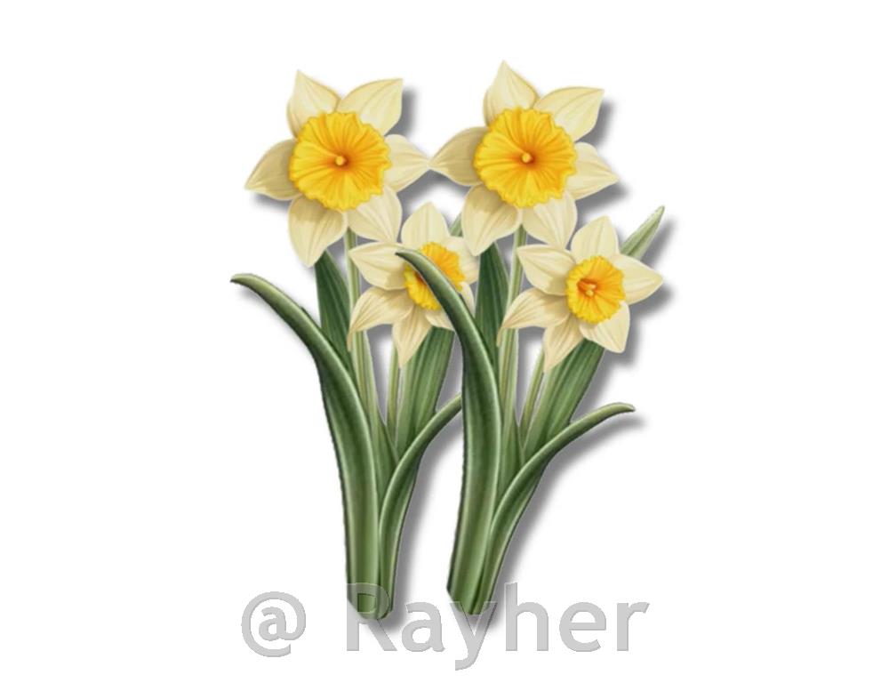 Leseni okraski, Narcise, set 2