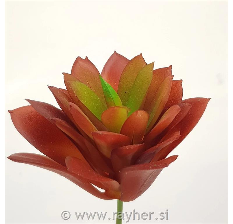 Dekorativno zelenje, rdeči netresk