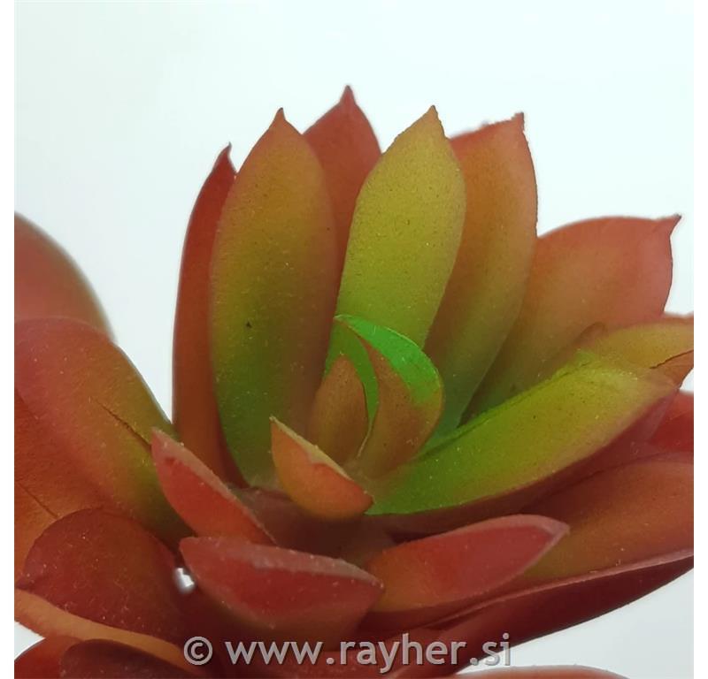 Dekorativno zelenje, rdeči netresk