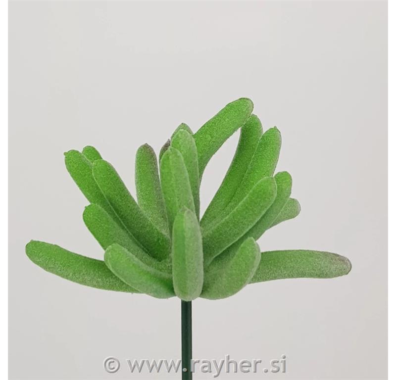 Dekorativno zelenje, netresk pecljati