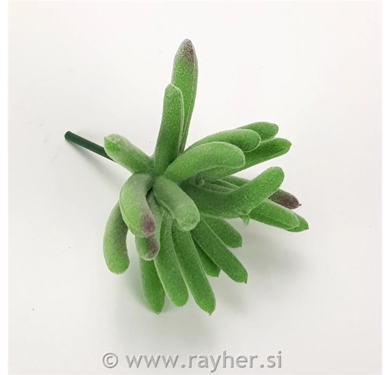 Dekorativno zelenje, netresk pecljati