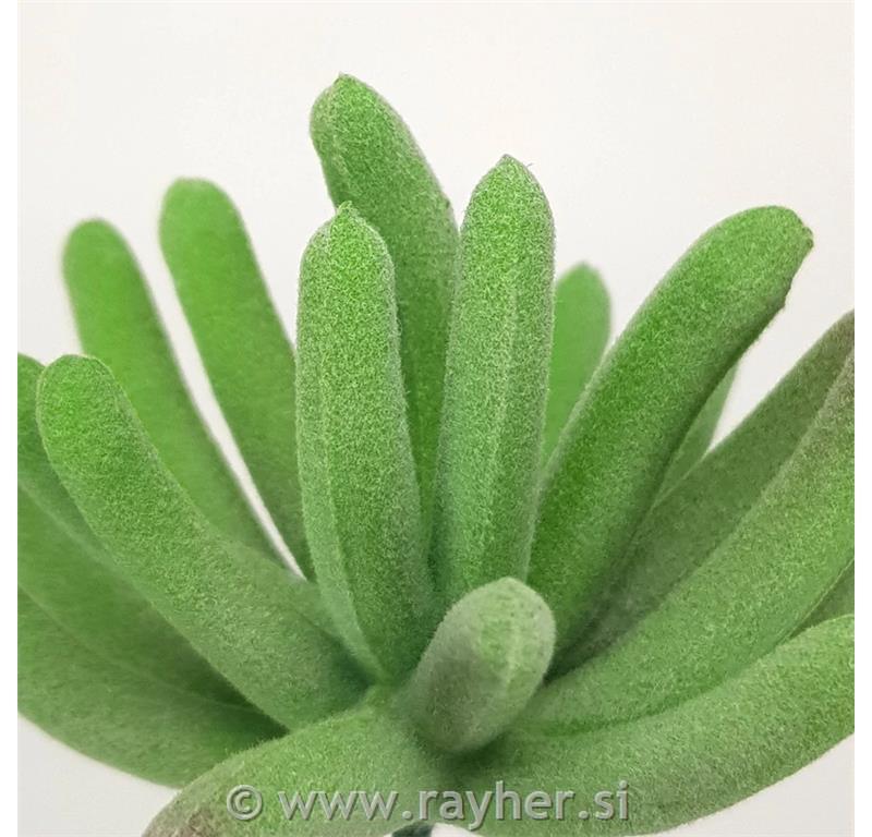 Dekorativno zelenje, netresk pecljati