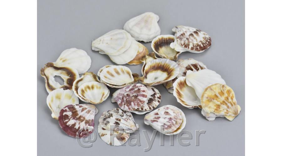 Shells 3-4cm, 10dkg