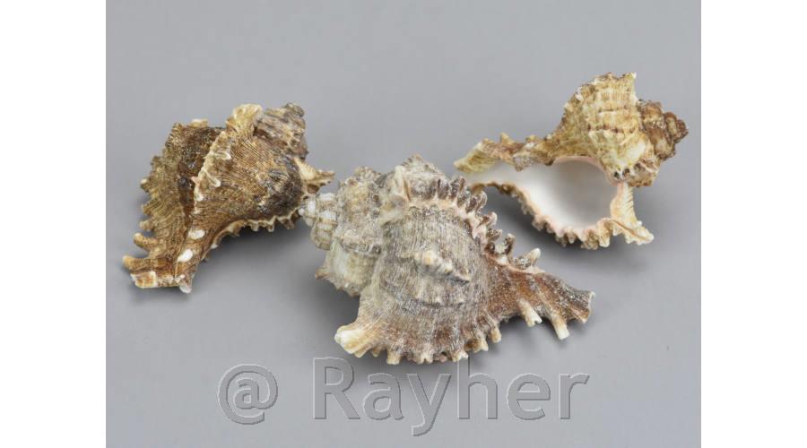 Školjke, velike 6-10cm, 3 kos