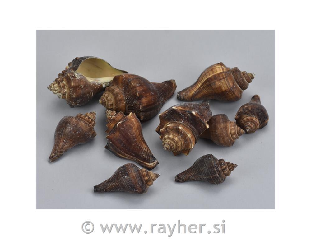Shells 2-3cm, 10dkg