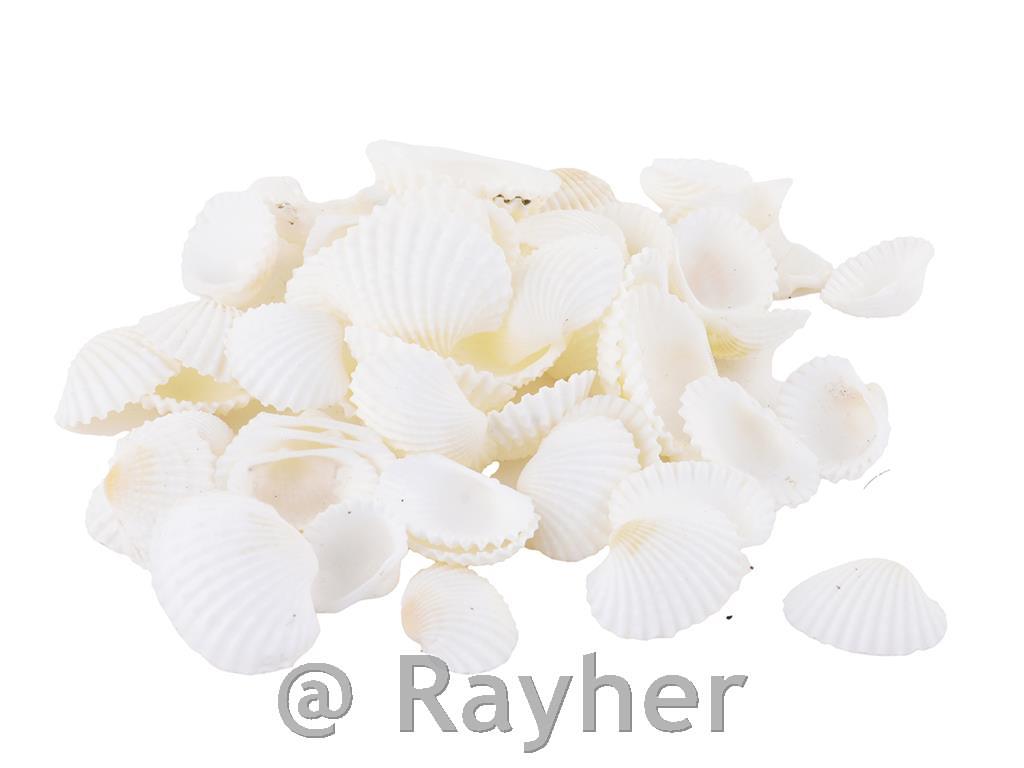 Školjke, male, natur/bele, 300gr