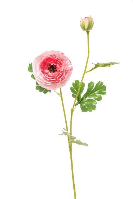 Ranunkula rozna, 75cm