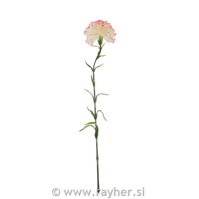 Nagelj, krem z roza obrobo, 69cm