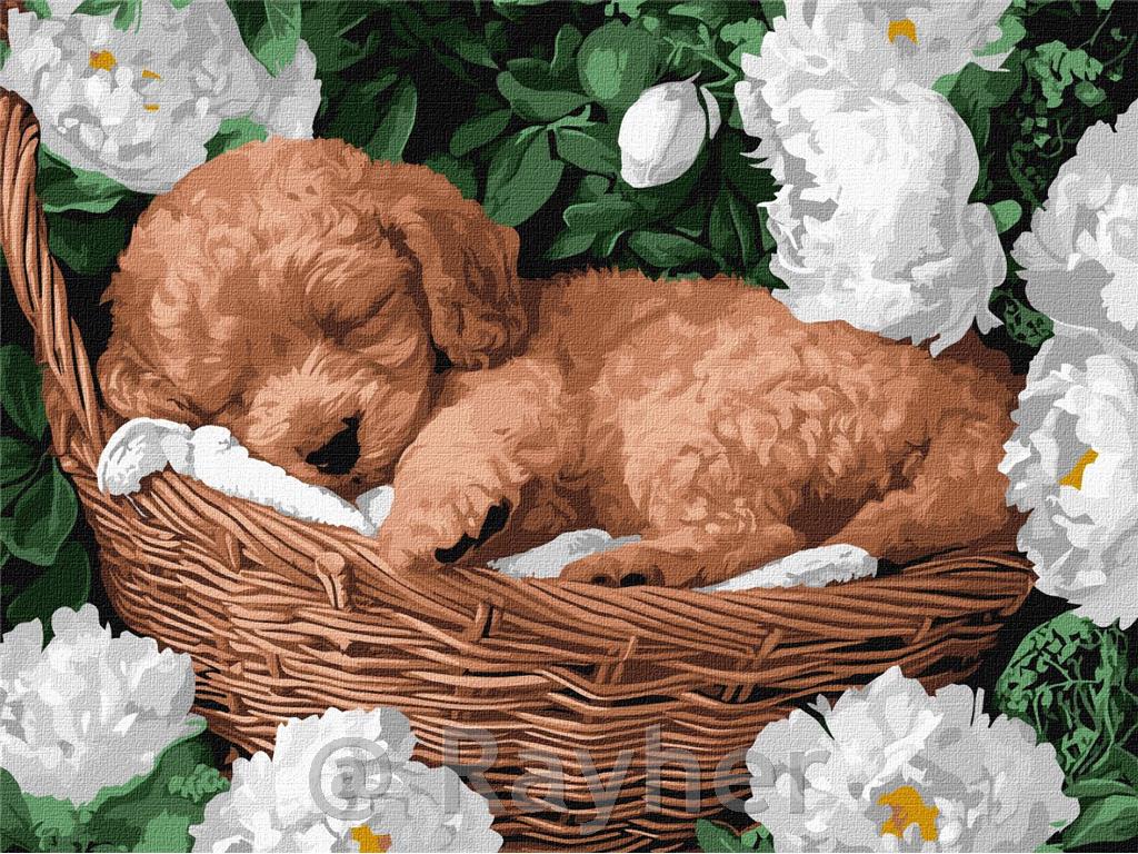 Slikanje po številkah, A sleeping poodle