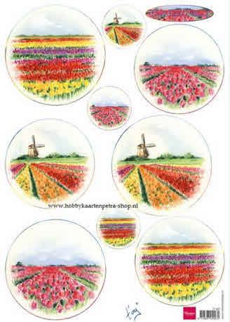 LIST S SLIČICAMI,TULIPANI NA POLJU 1