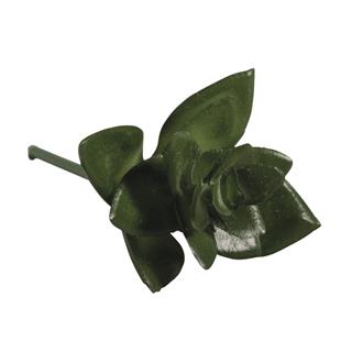 Dekorativno zelenje mini "Haworthia", 5x3,5cm