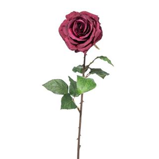 Vrtnica svilnata, bordo rdeča, 52cm