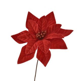 Žametni cvet božične zvezde, 16CM