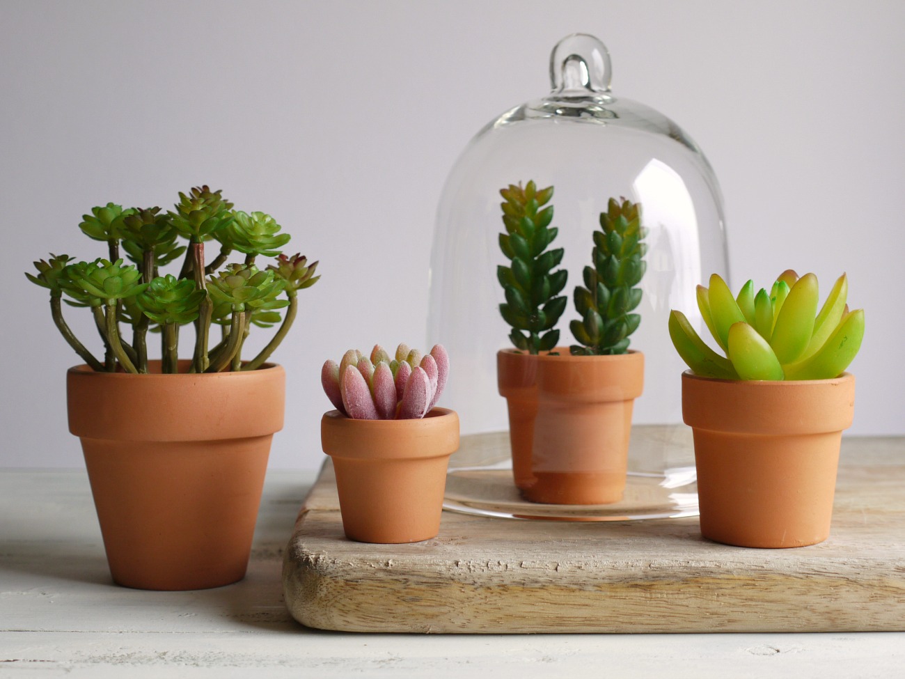 IDEJE ZA POSTAVITEV KAKTEJ